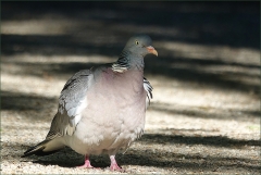 Taube Taube