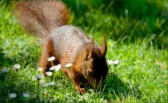 Eichhörnchen Eichhörnchen