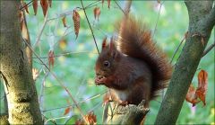 Eichhörnchen Eichhörnchen