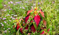 Unbekannte Sommerpflanze Unbekannte Sommerpflanze