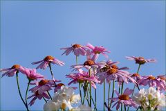 Sommerblumen Sommerblumen