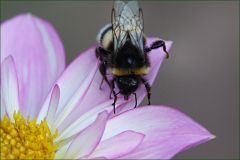 Hummel auf einer Dahlie
