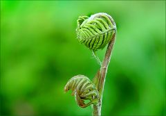 Entfaltung Entfaltung