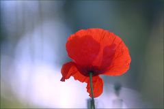 Mohn Mohn