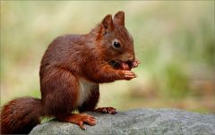 Eichhörnchen Eichhörnchen