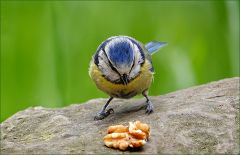 Blaumeise betrachtet die Walnusshälfte Blaumeise betrachtet die Walnusshälfte