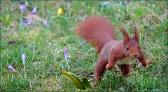 Eichhörnchen Eichhörnchen