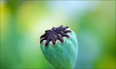 Mohnkapsel Mohnkapsel