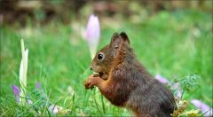 Eichhörnchen und Herbstzeitlose Eichhörnchen und Herbstzeitlose