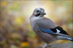 Eichelhäher Eichelhäher