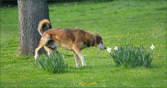 Hund schnuppert an einer Narzisse Hund schnuppert an einer Narzisse
