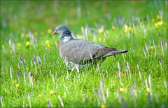 Taube im Februar Taube im Februar