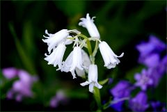 Hasenglöckchen Hasenglöckchen