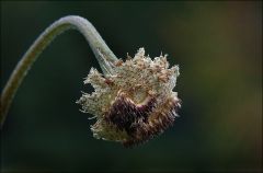 Verwelkte und vertrocknete Sonnenblume