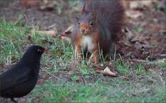 Amsel und Eichhörnchen begrüssen sich