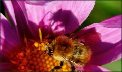 Schatten einer Hummel