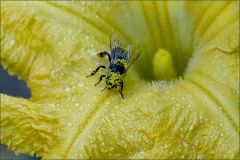 Pollen der Kürbisblüte