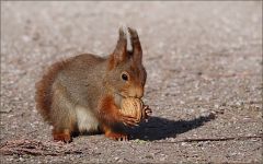 Eichhörnchen Eichhörnchen