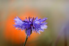 Kornblume Kornblume