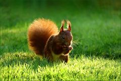 Eichhörnchen Eichhörnchen