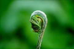 Knospe des Königsfarn Knospe des Königsfarn