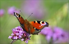 Tagpfauenauge Tagpfauenauge