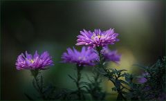 Herbstastern Herbstastern