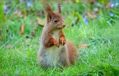 Eichhörnchen Eichhörnchen