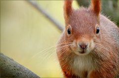 Eichhörnchen Eichhörnchen