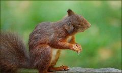 Kopfschütteln Kopfschütteln