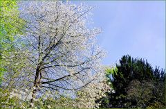 Baum in voller Blüte Baum in voller Blüte