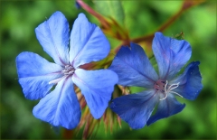Blaue Blüten
