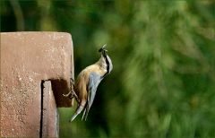 Kleiber mit Fliege im Schnabel Kleiber mit Fliege im Schnabel