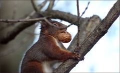 Eichhörnchen mit einer Walnuss