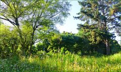 Sommerwiese Sommerwiese