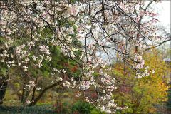 Blühender Kirschbaum im November