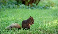 Eichhörnchen Eichhörnchen