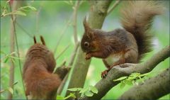 Eichhörnchen - 3 Eichhörnchen - 3