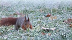 Eichhörnchen im Raureif