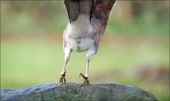 Abflug des Eichelhähers Abflug des Eichelhähers