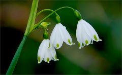 Märzenbecher Märzenbecher