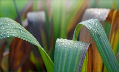 Regentropfen Regentropfen