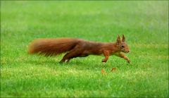 Eichhörnchen Eichhörnchen