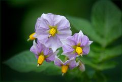 Kartoffelblüten Kartoffelblüten