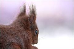 Eichhörnchen Eichhörnchen