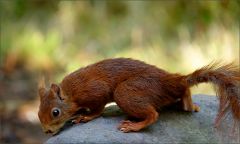 Eichhörnchen Eichhörnchen