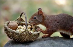 Eichhörnchen Eichhörnchen