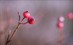 Hagebutten im Februar Hagebutten im Februar
