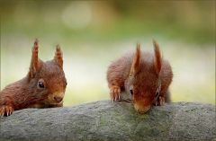 Eichhörnchen Eichhörnchen