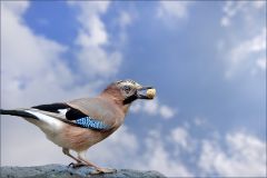 Eichelhäher Eichelhäher